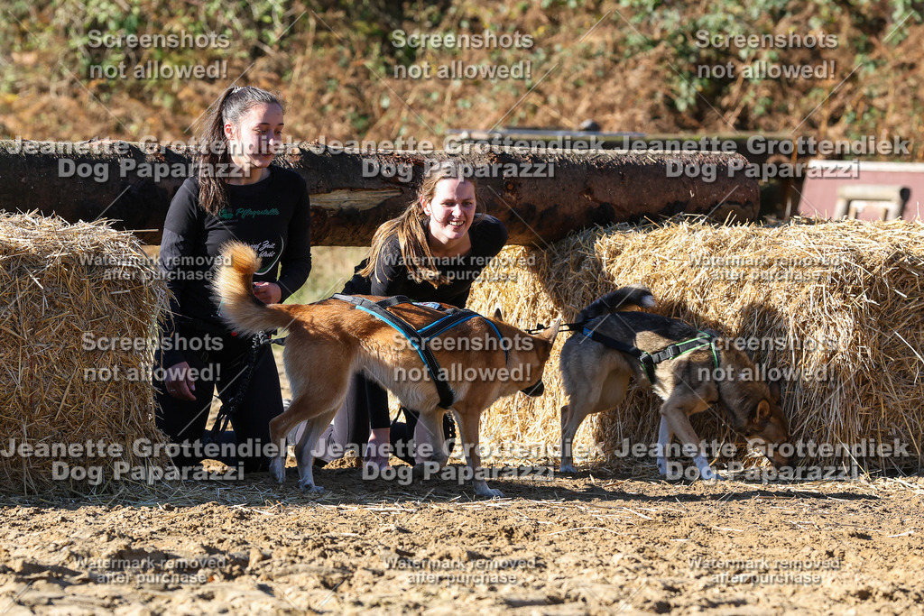 Dog Paparazzi - Strongdog 10-25-2378 | Dog Paparazzi Jeanette Grottendiek Fotografie & Videografie - Realisiert mit Pictrs.com