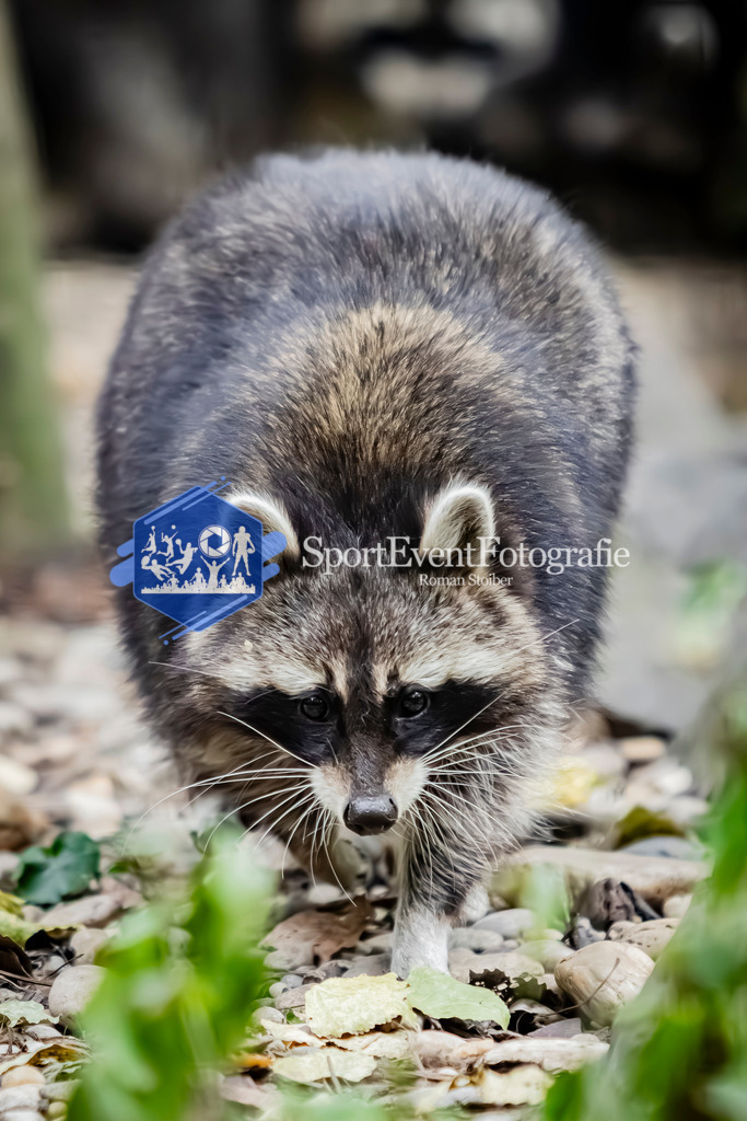 IMG_4101 | SportEventFotografie - Roman Stoiber