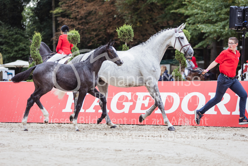 220910_OWLCh_Fohlen-306 | Deine schönsten Turniermomente als professionelle Fotos! Entdecke hochwertige Pferdesport-Fotografie im Online-Shop. Jetzt Fotos finden & bestellen!