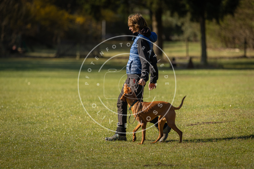Pfotenfotografie_DV3A0057 | Hundefotografie, Tierfotograf, Pfotenfotografie, Fotoshooting Hund, Hunde Portrait, Hundesport, Hundeportraits, Heideshooting, Hunde, Sportfotograf, Hundefotograf, Turnierhundsport, THS,  - Realisiert mit Pictrs.com