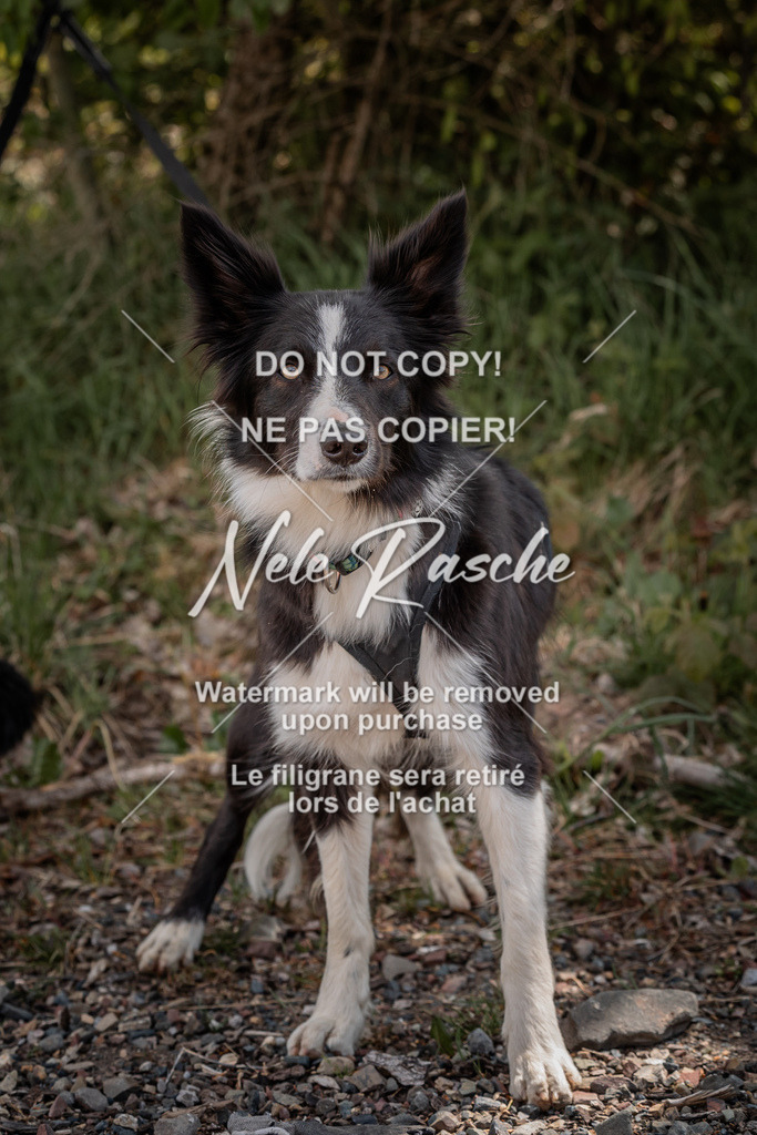 nelerasche_SaOnTheRoad_425 | nelerasche