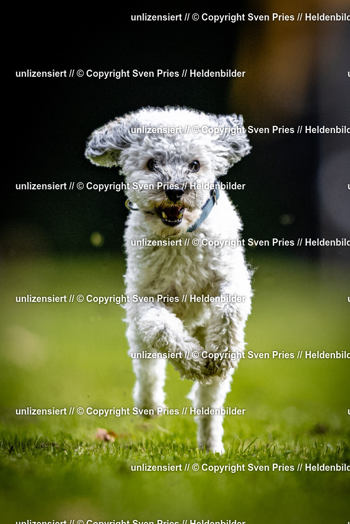 Sven Pries | 2025-10-03 - Hunderennen Obergrombach - Realisiert mit Pictrs.com