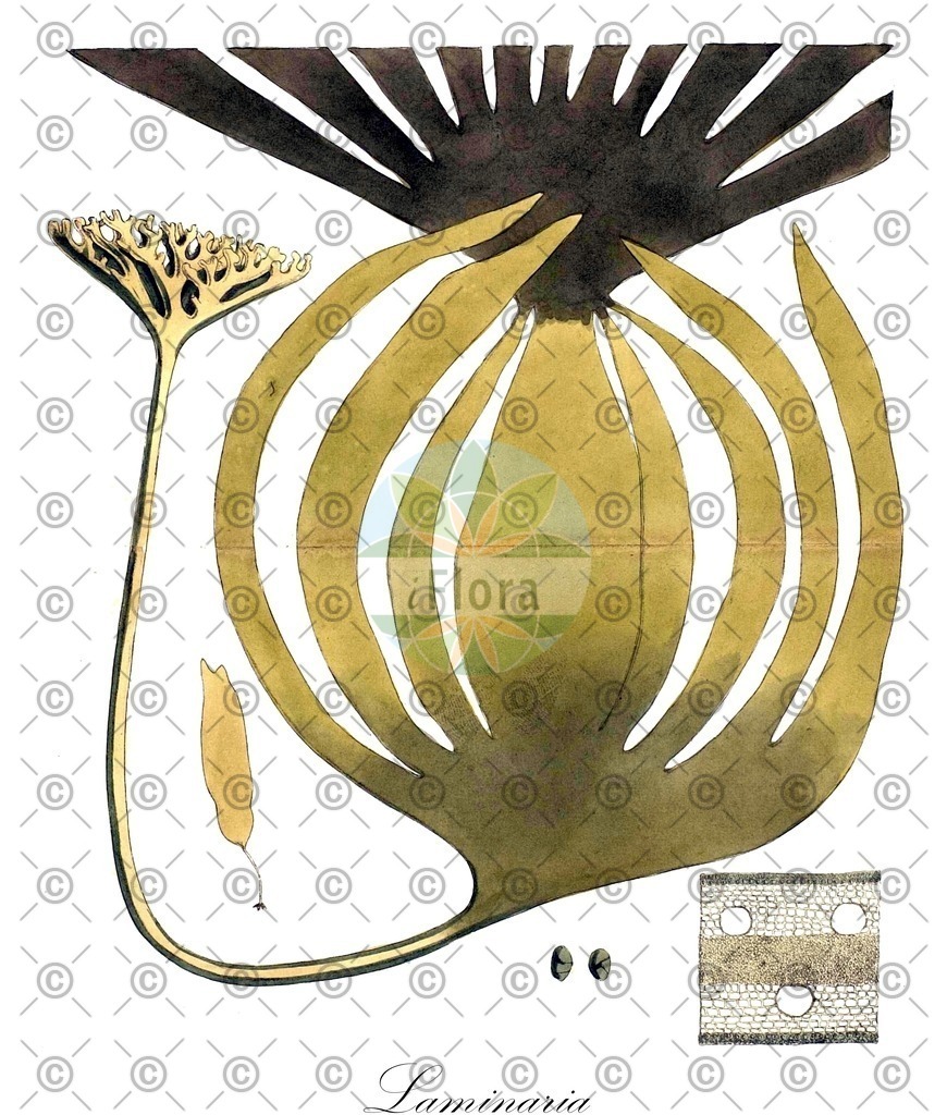 HistAbb_EMP_69157_SRC_Schlechtendal_FLORAD_SIMPLE | Historische Abbildung von Laminaria - Laminariaceae (0) | Historical Illustration of Laminaria - Laminariaceae (0)
