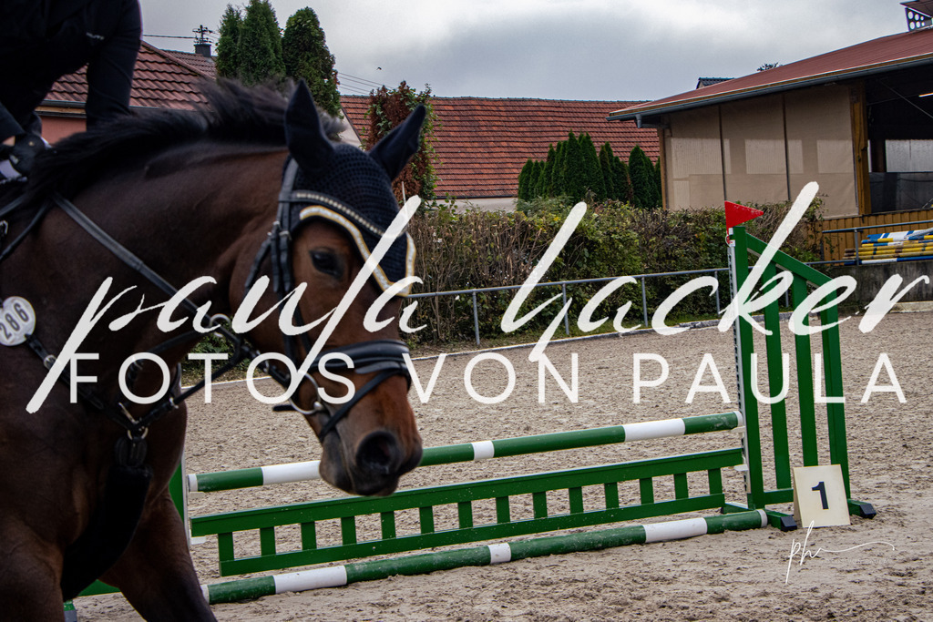 IMG_3616 | Erleben Sie dynamische Sport- und emotionale Tierfotografie in Süddeutschland mit Fotos von Paula. Spezialisiert auf Pferde- und Hundefotografie sowie Sportevents. Kontaktieren Sie mich für einzigartige und ausdrucksstarke Bilder Ihrer besonderen Momente. - Realisiert mit Pictrs.com