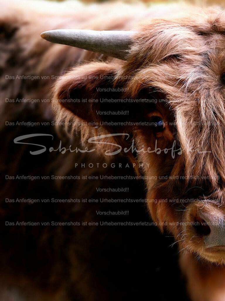 Wandbild Highlander Kälbchen | People- und Tierfotografie, Imageaufnahmen, Veranstaltungsfotografie und Wandbilder aus der Natur ★ Made in Germany ✔️ Druck + Downloads ✔️ Naturfotografie in Top Qualität ★ schneller Versand, weltweite Lieferung! - Realisiert mit Pictrs.com