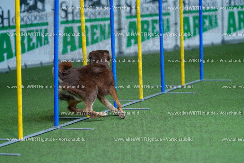 @allesWIRTHgut_Tierfotografie - www.allesWIRTHgut.de - 2604261141-7R500193 | Professionelle Tierfotografie in Mönchengladbach von Daniel Wirth (allesWIRTHgut). Liebevolle & natürliche Bilder von Hunden & Katzen für unvergessliche Erinnerungen.