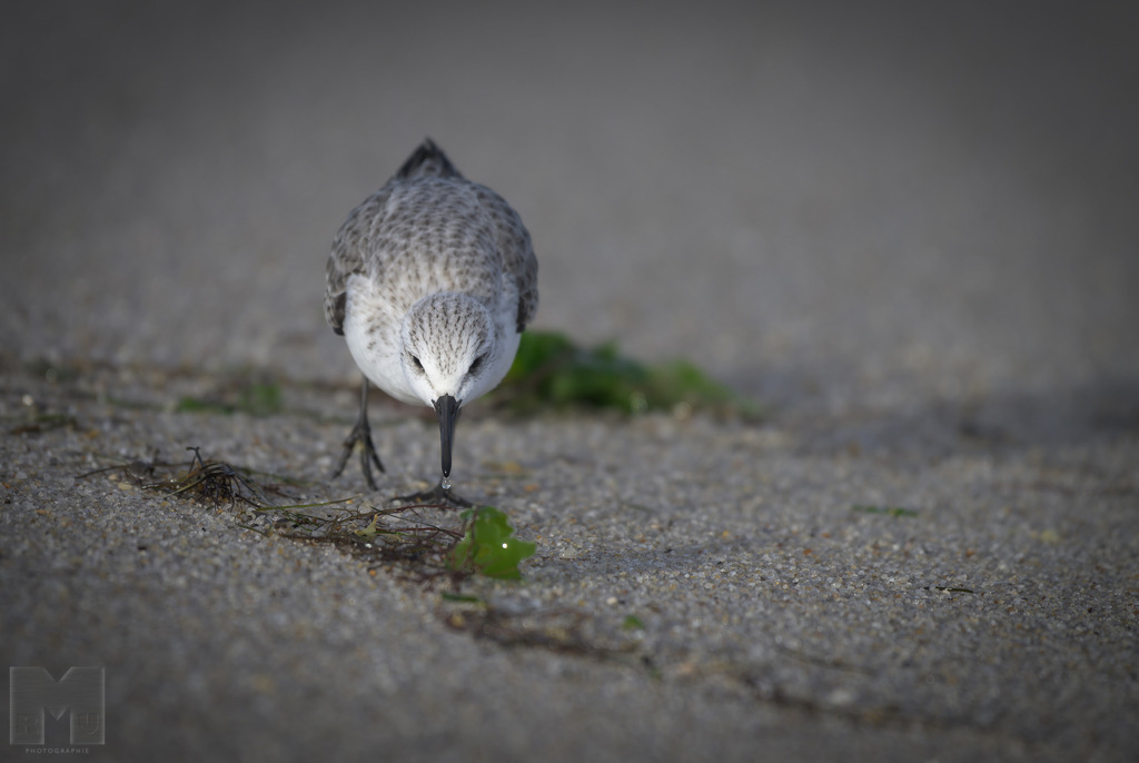 Mantelmöwe | Landschafts- und Tierfotografie zu allen Jahreszeiten. Und immer die Schönheit des Lichtes im Auge... - Realisiert mit Pictrs.com