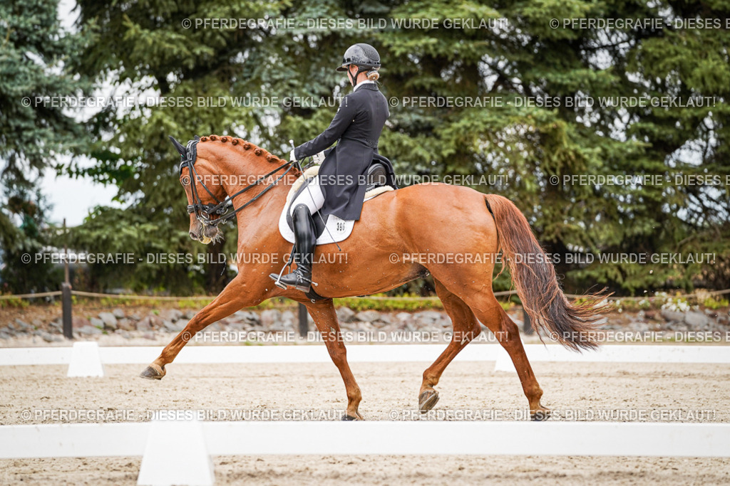 DSC05209 | Pferdegrafie