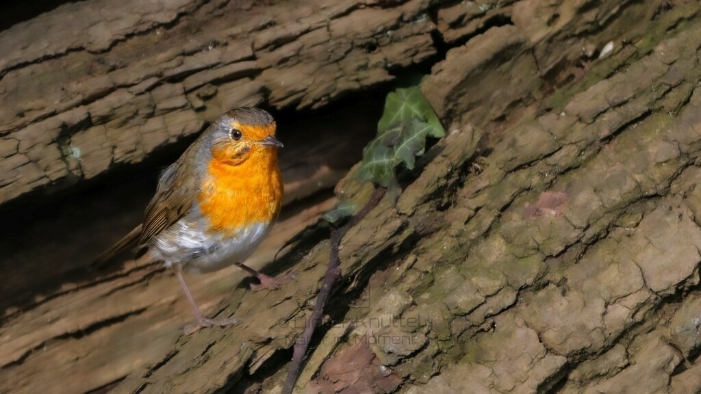 P1004041-Bearbeitet-2024-LR | Natur im Moment - Realisiert mit Pictrs.com