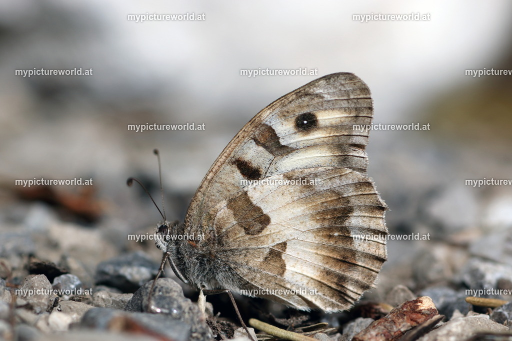 Chazara briseis-001 | Das Bilderarchiv über Tiere, Planzen und Landschaften. In der Bilddatenbank finden Sie ein große Auswahl an hochwertigen Bilder für Ihre Werbung - Realisiert mit Pictrs.com