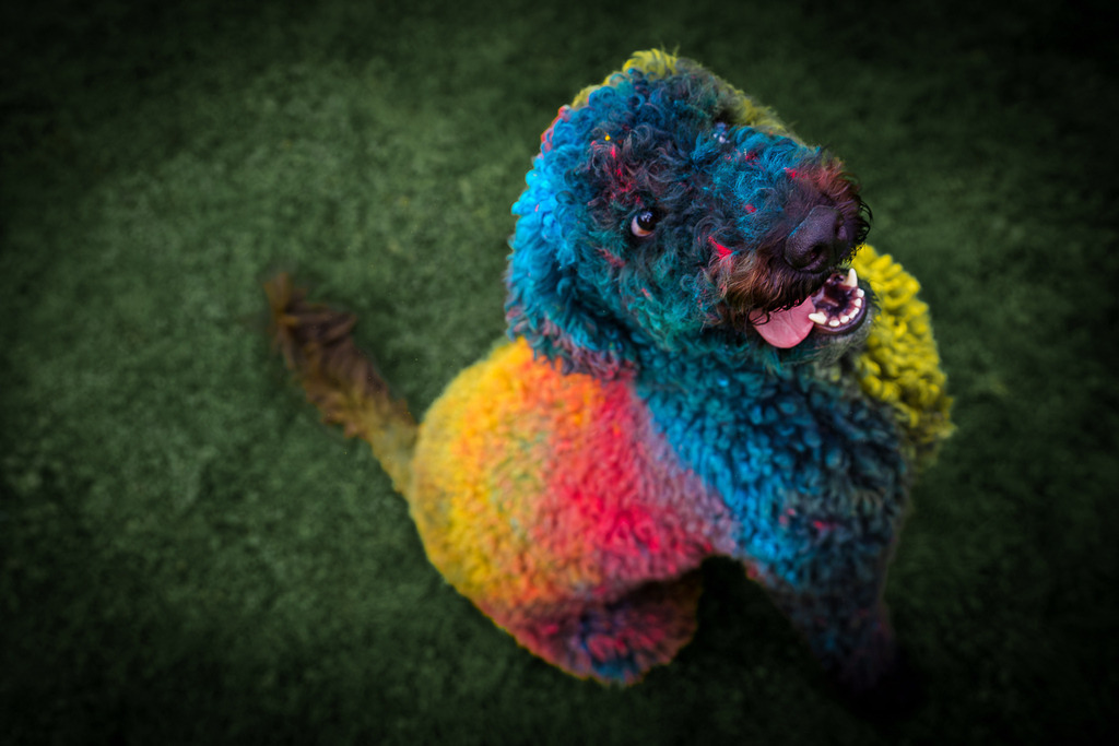 allesWIRTHgut Tierfotografie - 7IV05073-Verbessert-RR | Professionelle Tierfotografie in Mönchengladbach von Daniel Wirth (allesWIRTHgut). Liebevolle & natürliche Bilder von Hunden & Katzen für unvergessliche Erinnerungen.