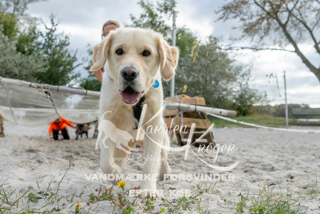 1504_ZZ92789 | kk-dogfotos