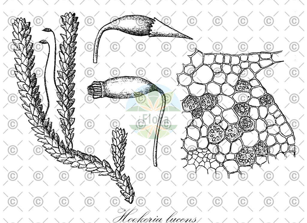 HistAbb_wfo-0000724618_1_SIMPLE | Historische Abbildung von Hookeria lucens - Hookeriaceae | Historical Illustration of Hookeria lucens - Hookeriaceae