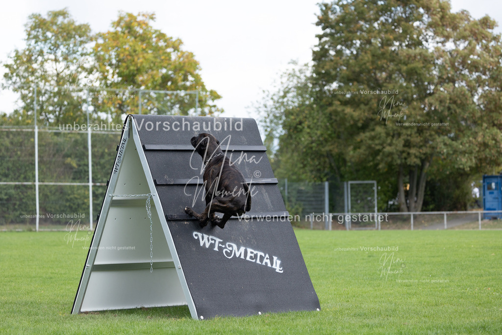 _16A6729 | Einzigartige Fotos von Hunden & Menschen –Actionfotos, Portraits, Vereinsaufnahmen & Paarshootings – authentisch, lebendig & mit Herz.