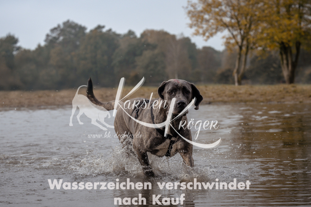 1119_ZZ93948-Bearbeitet | kk-dogfotos