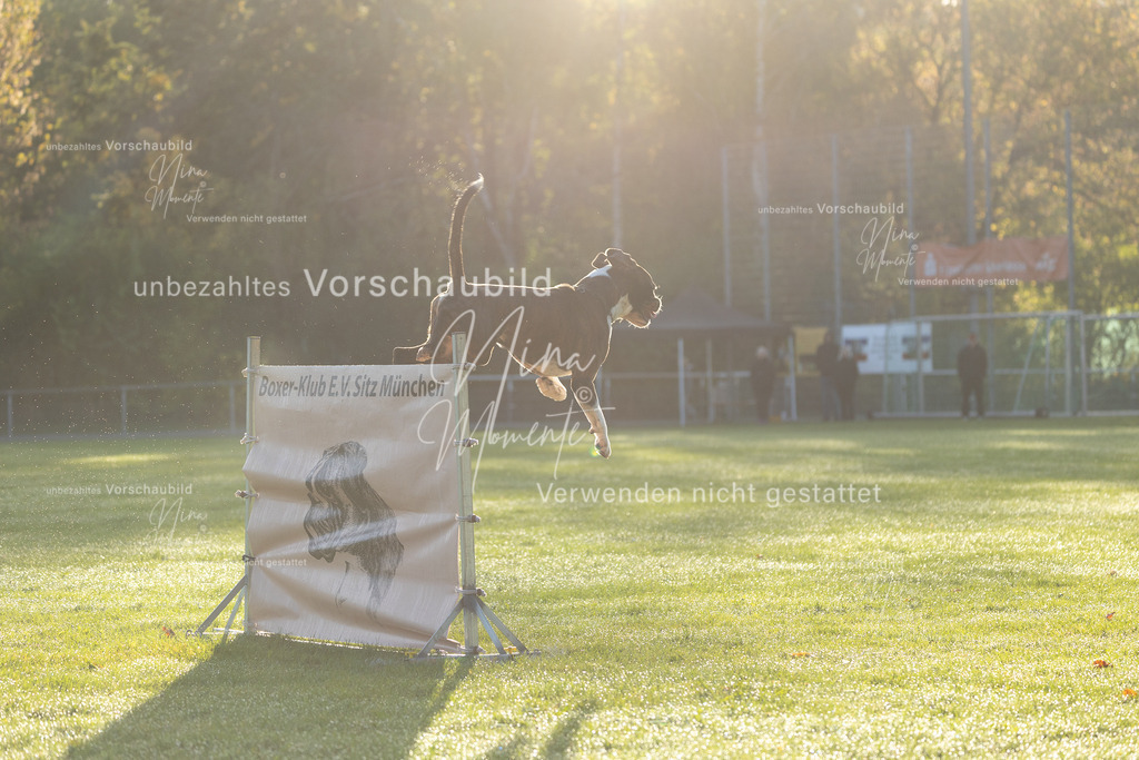 _16A6102 | Einzigartige Fotos von Hunden & Menschen –Actionfotos, Portraits, Vereinsaufnahmen & Paarshootings – authentisch, lebendig & mit Herz.