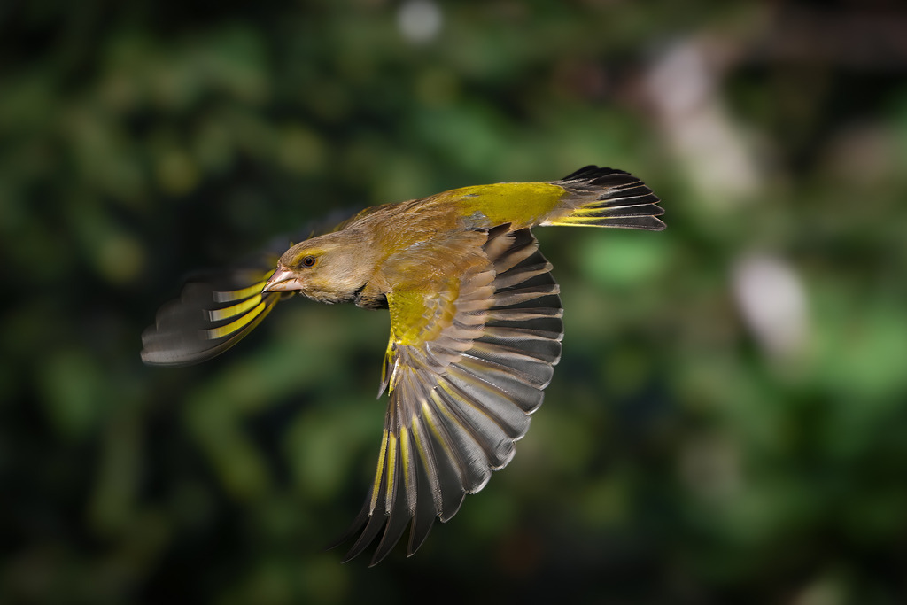 Fliegender Grünfink in Aktion | Ein beeindruckendes und dynamisches Foto eines Grünfinks (Chloris chloris) im Flug. Der Vogel, wahrscheinlich ein Weibchen oder ein Jungvogel aufgrund der gedeckteren, olivgrünen Färbung, wird in einem horizontalen Flugmoment festgehalten. Besonders auffällig sind die leuchtend gelben Markierungen an den Flügeln und am Schwanz, die typisch für diese Art sind und einen starken Farbakzent setzen. Die Bewegung der Flügel ist perfekt eingefangen, und die Detailtreue des Gefieders ist hervorragend. Der Hintergrund besteht aus einem dunklen, unscharfen Waldesgrün (Bokeh), was den Vogel ideal freistellt und ihn als leuchtenden Fokuspunkt hervorhebt. Dieses Bild ist eine ideale Wahl für Vogelbeobachtung, Naturdokumentationen und hochwertige Wildlife-Stockfotografie, die die Schönheit europäischer Gartenvögel darstellt.