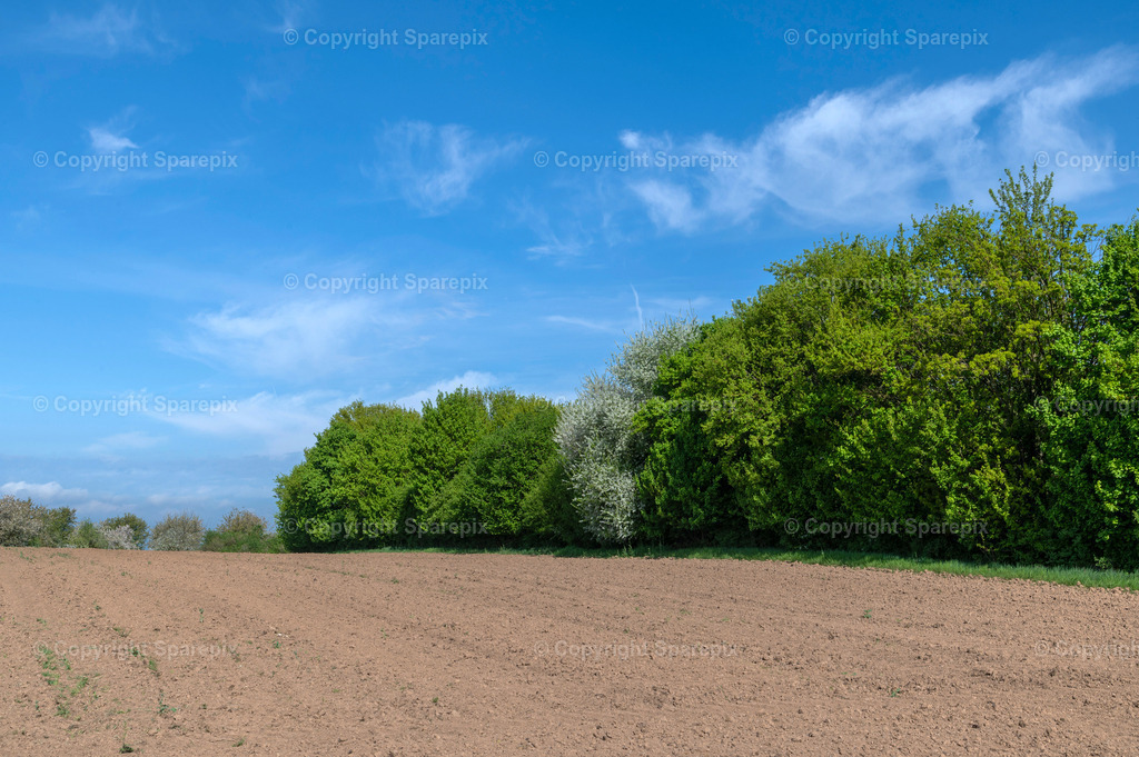 PAR_Tiny_Forest_Spring12 | sparepix - Realisiert mit Pictrs.com