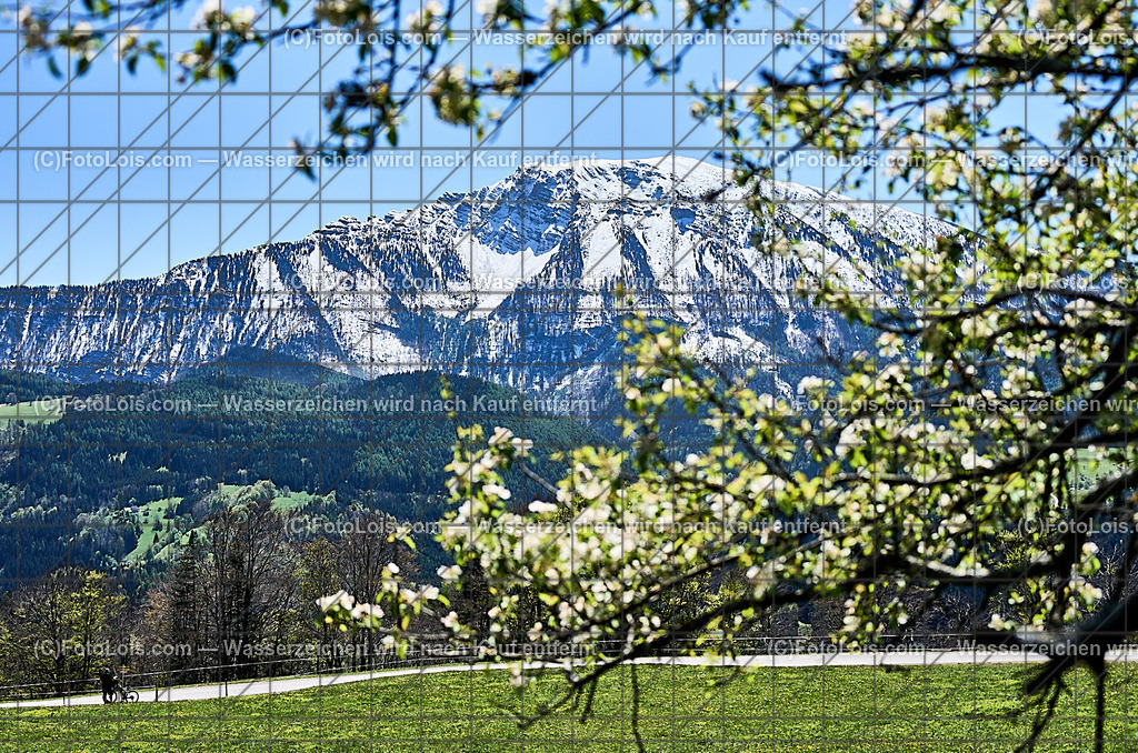 ALP4573_Hochbaerneck_Baumbluete-weisser Oetscher | (C)FotoLois.com, Alois Spandl. Weißer ÖTSCHER im Frühling, Blühender Obstbaum am Hochbärneck mit Ötscher, Sa 27. April 2024.