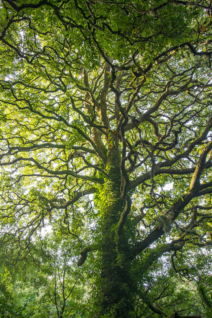 Eiche im Wald von Muckross, Co. Kerry, Irland | Best. Nr. irl_2013_09_0524. 
Anwendungsvorschläge finden Sie hier: https://shop.soulimages.eu/img/bsyynb (Behandlungszimmer einer Azrtpraxis), https://shop.soulimages.eu/img/2mp21g (Patientenzimmer einer Klinik), https://shop.soulimages.eu/img/colsz1 (Foyer eines Unternehmens). Weitere Einrichtungsbeispiele sind in der Galerie "Anwendungsvorschläge" zusammengestellt. - Realisiert mit Pictrs.com