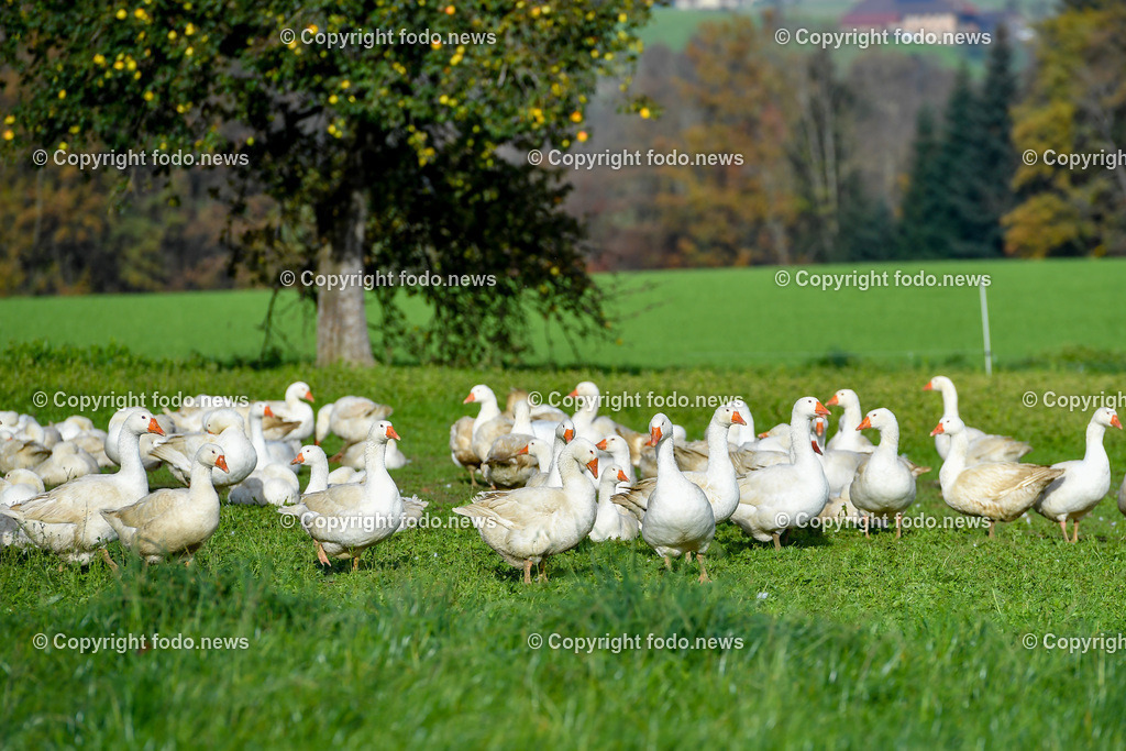 Ganslhof Hebesberger_ Weidegänse_ 01.11.2022-2 | 01.11.2022, Nussbach, AUT, Ganslhof Hebesberger, Weidegaense, im Bild Weidegaense, Weidegänse, Gans, Gänse, Martinigaense, Martinigans, Weide, Landwirtschaft