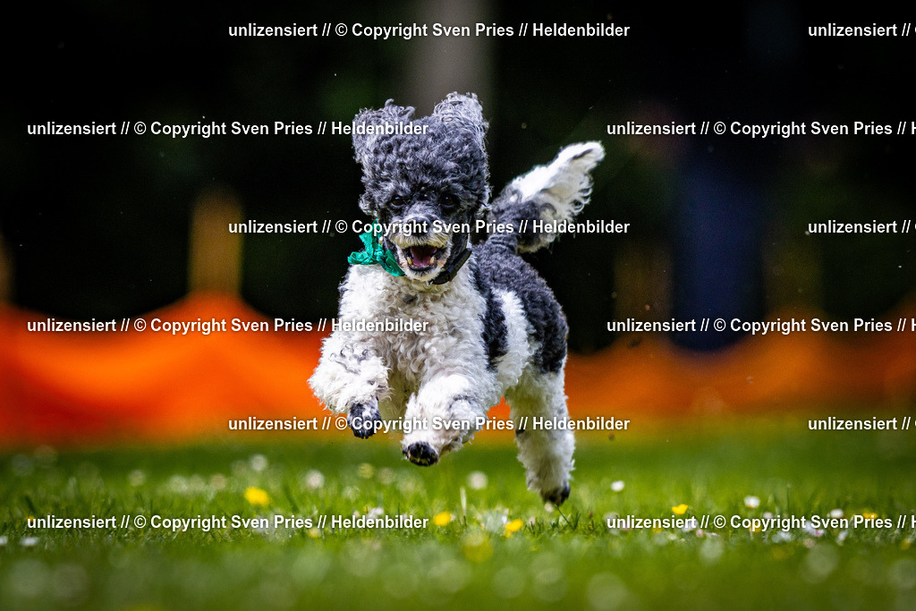 Sven Pries | 2026-05-14 - Hunderennen KA Durlach Vatertag 2026 - Realisiert mit Pictrs.com