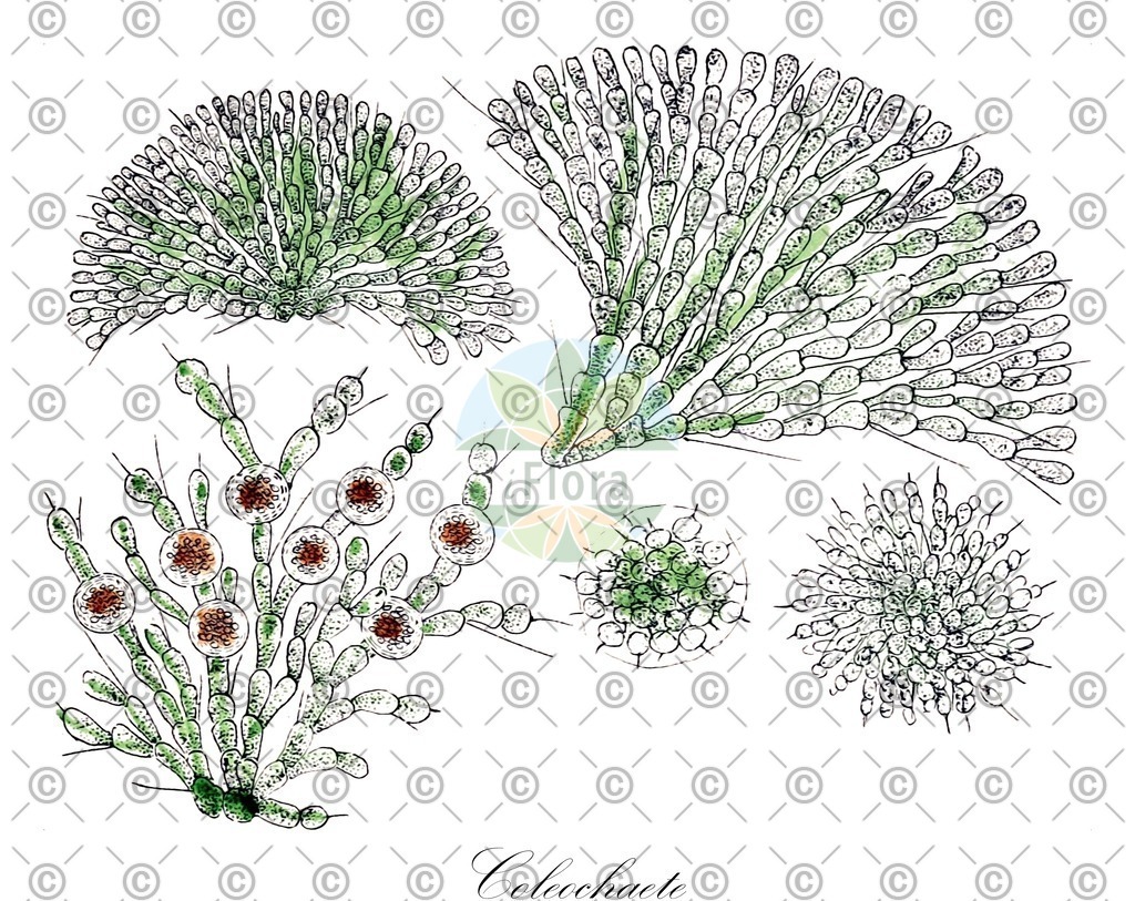 HistAbb_wfo-0000357716_1_ENZY_Simple | Historische Abbildung von Coleochaete - Coleochaetaceae (0) | Historical Illustration of Coleochaete - Coleochaetaceae (0)
