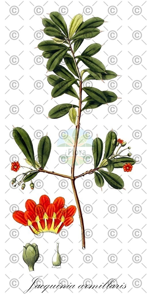 HistAbb_wfo-0000016480_1_ENZY_Simple | Historische Abbildung von Jacquinia armillaris - Primulaceae | Historical Illustration of Jacquinia armillaris - Primulaceae