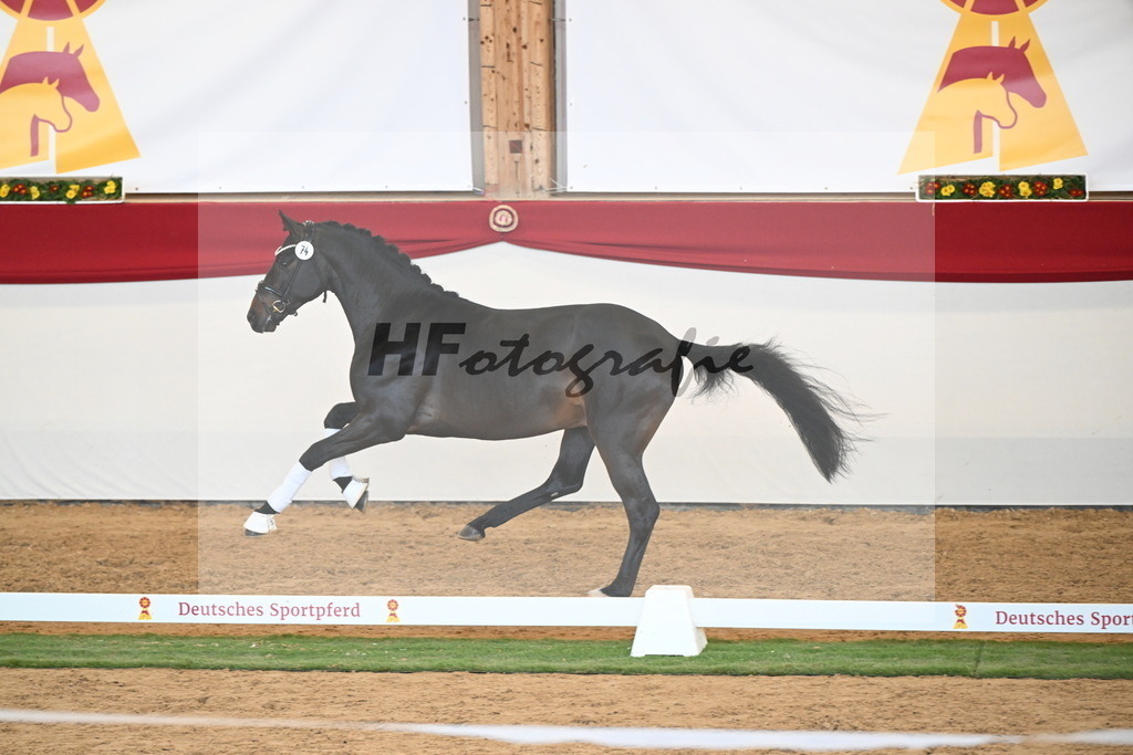 Kat.-Nr. 74 v. Quaterback_Mieleszko-Vekens_2250656 | hf-fotografie - Realisiert mit Pictrs.com