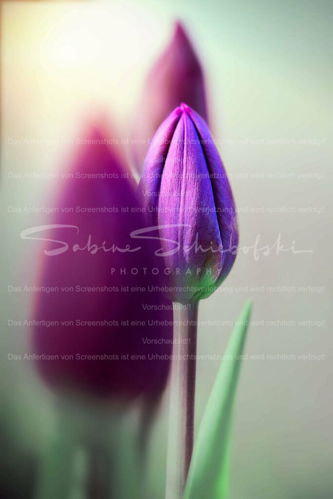 Wandbild pinke Tulpen | People- und Tierfotografie, Imageaufnahmen, Veranstaltungsfotografie und Wandbilder aus der Natur ★ Made in Germany ✔️ Druck + Downloads ✔️ Naturfotografie in Top Qualität ★ schneller Versand, weltweite Lieferung! - Realisiert mit Pictrs.com