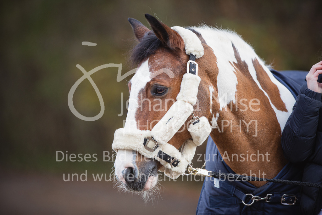 221127_Winterfestival_Impressionen-310 | Deine schönsten Turniermomente als professionelle Fotos! Entdecke hochwertige Pferdesport-Fotografie im Online-Shop. Jetzt Fotos finden & bestellen!