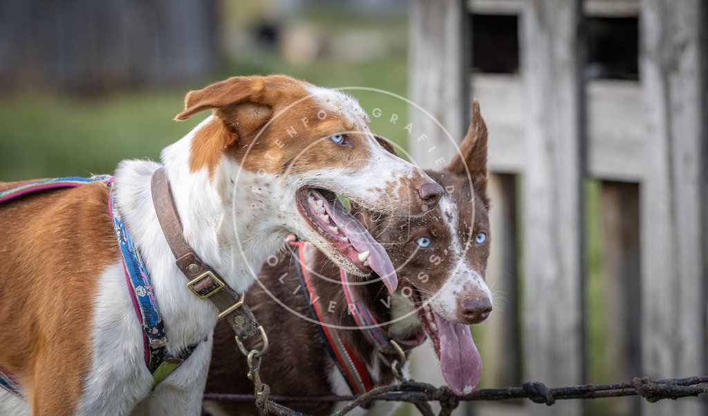 Pfotenfotografie_DV3A6934 | Hundefotografie, Tierfotograf, Pfotenfotografie, Fotoshooting Hund, Hunde Portrait, Hundesport, Hundeportraits, Heideshooting, Hunde, Sportfotograf, Hundefotograf, Turnierhundsport, THS,  - Realisiert mit Pictrs.com