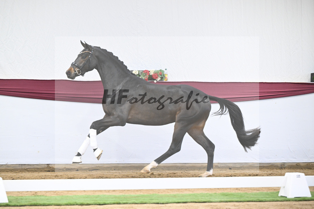 Kat-Nr. 14 Feliciano x Quaterback_Martina Breitner-Roetzer_47250292 | hf-fotografie - Realisiert mit Pictrs.com