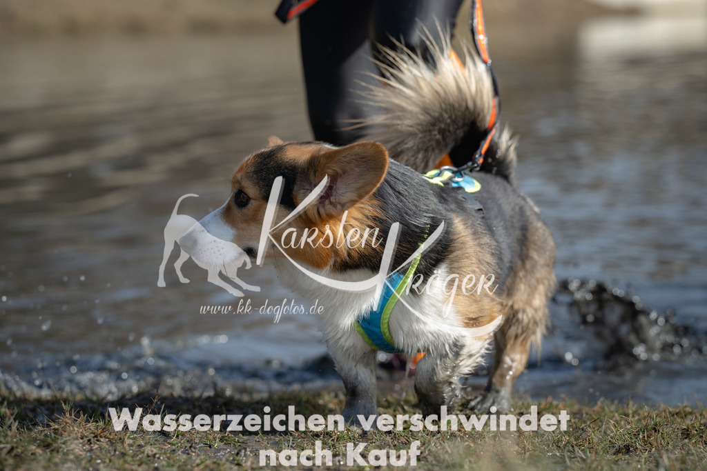 1313_ZZ95321 | kk-dogfotos