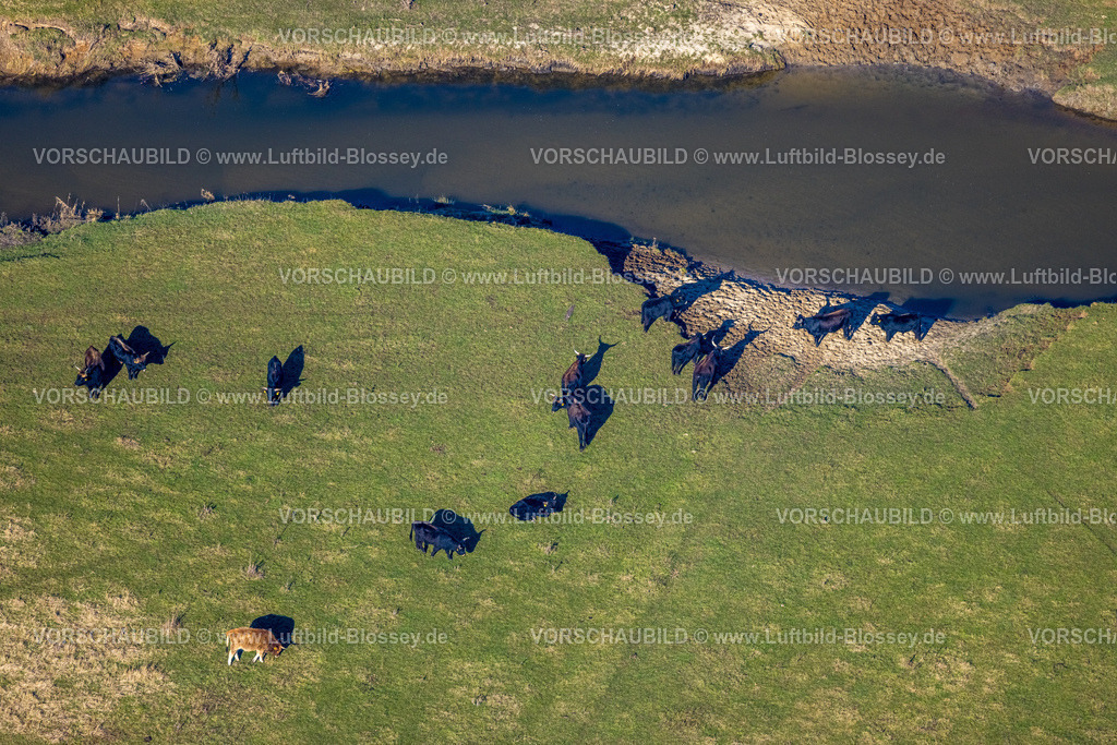 Olfen230206587 | Luftbild, Fluss Stever Nebenarm und NSG Steveraue mit grasenden Rindern, Olfen-Kirchspiel, Olfen, Münsterland, Nordrhein-Westfalen, Deutschland