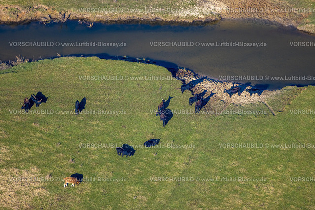 Olfen230206587 | Luftbild, Fluss Stever Nebenarm und NSG Steveraue mit grasenden Rindern, Olfen-Kirchspiel, Olfen, Münsterland, Nordrhein-Westfalen, Deutschland