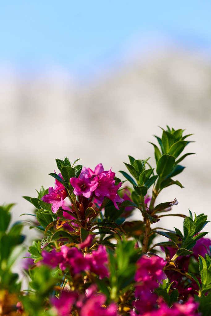 Bewimperte Alpenrose | Bad Mitterndorf, Austria - June 26, 2017: Bewimperte Alpenrose. - Realisiert mit Pictrs.com
