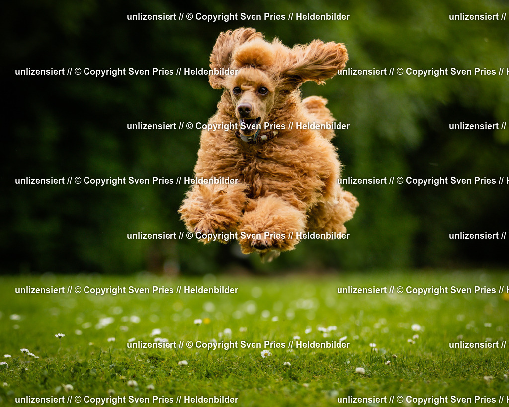 Sven Pries | 2025-05-29 - Pudelrennen KA-Durlach - Realisiert mit Pictrs.com