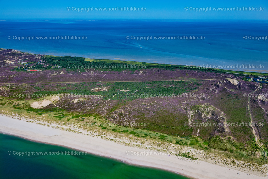 Sylt_List_Dünen_Heide_Landschaft_ELS_0285130825 | LIST 13.08.2025 Sand- Dünen- und Heide- Landschaft bei List auf der Nordseeinsel Sylt im Bundesland Schleswig-Holstein. // Sand and dune landscape near List on North Sea- island Sylt in the state Schleswig-Holstein. Foto: Martin Elsen