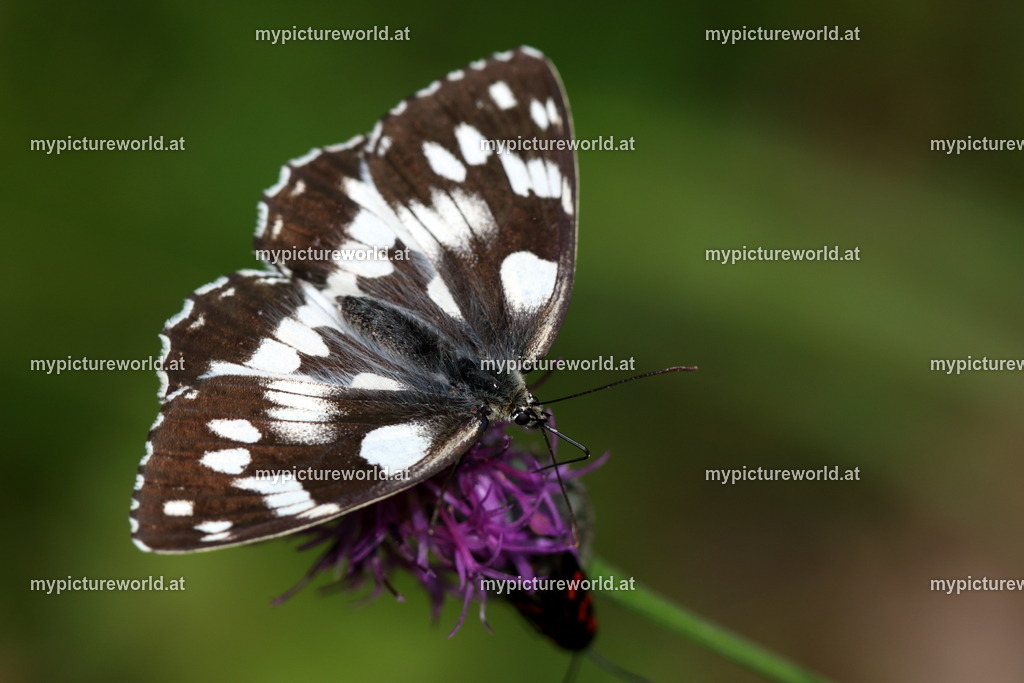 Melanargia galathea-019 | Das Bilderarchiv über Tiere, Planzen und Landschaften. In der Bilddatenbank finden Sie ein große Auswahl an hochwertigen Bilder für Ihre Werbung - Realisiert mit Pictrs.com