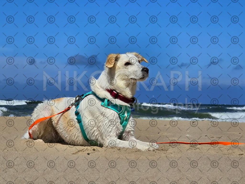 Seehund | Ein Hund liegt am Strand von Texel. Im Hingergrund brechen die Wellen am Strand.