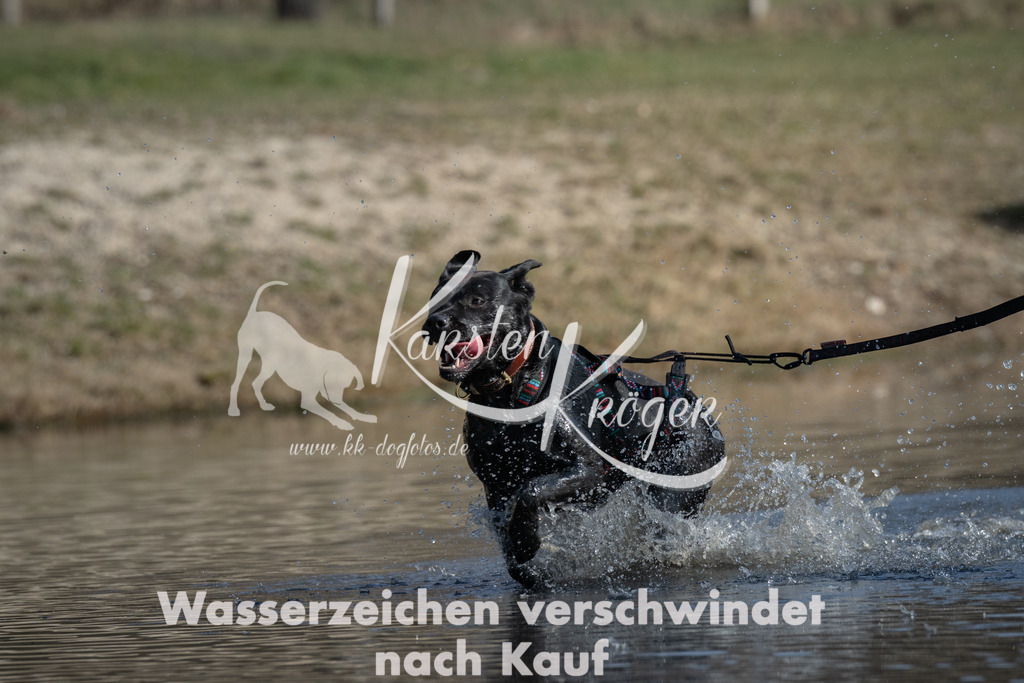 1353_ZZ98572 | kk-dogfotos