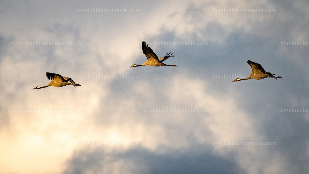 DSC_5799 | invaluablemoments.com - Realisiert mit Pictrs.com