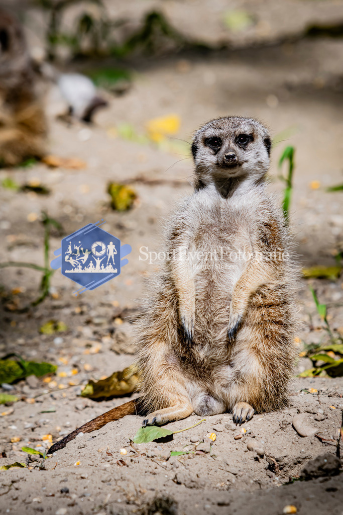 IMG_3653 | SportEventFotografie - Roman Stoiber