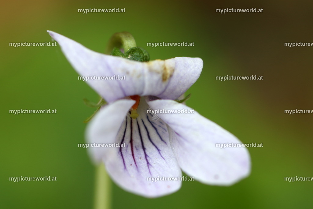 Sumpf-Veilchen-001 | Das Bilderarchiv über Tiere, Planzen und Landschaften. In der Bilddatenbank finden Sie ein große Auswahl an hochwertigen Bilder für Ihre Werbung - Realisiert mit Pictrs.com