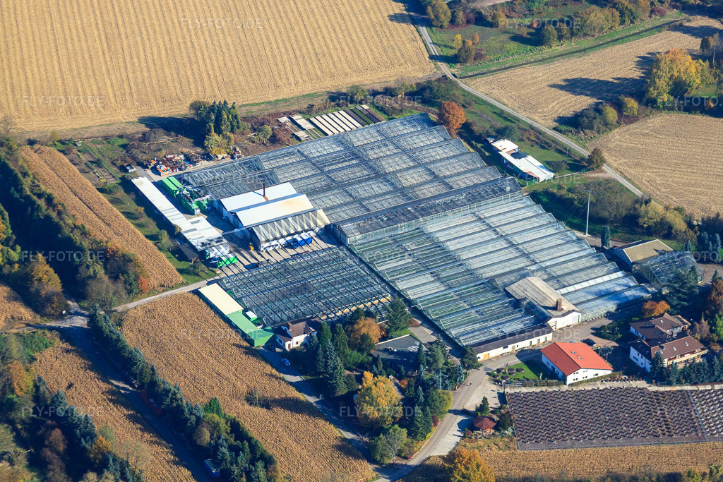 Luftbild: Geranien Endisch GmbH in Hagenbach im Bundesland Rheinland-Pfalz in Deutschland. Foto: IMG_35363.jpg vom 31.10.2010 durch Werner Riehm/FLY-FOTO.de
