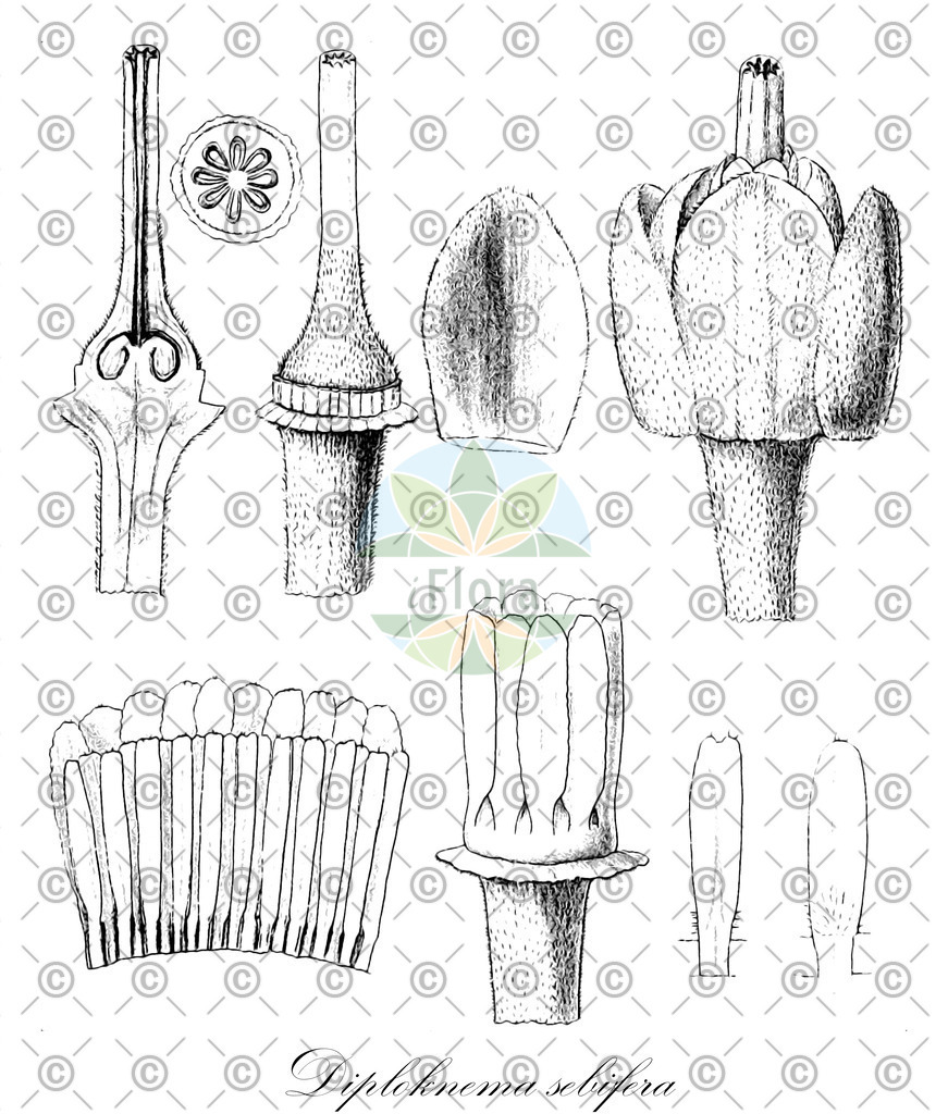 HistAbb_wfo-0000650262_1_ENZY_Simple | Historische Abbildung von Diploknema sebifera - Sapotaceae | Historical Illustration of Diploknema sebifera - Sapotaceae