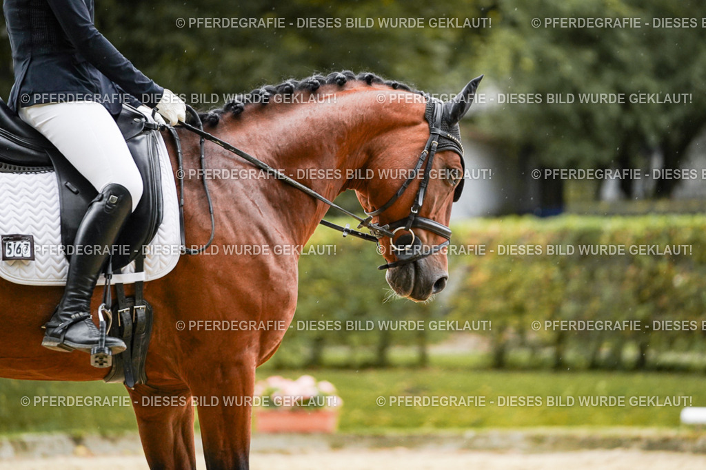 DSC07282 | Pferdegrafie