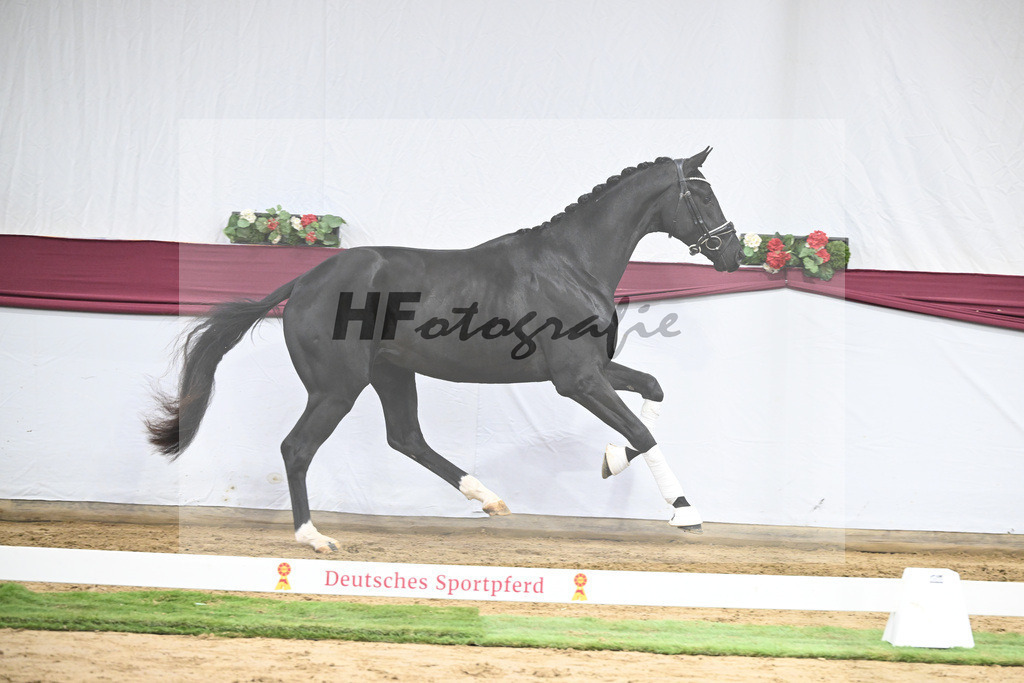 Kat-Nr. 65 Zalando x Fuerstenball_Gestuet Dobel_47252460 | hf-fotografie - Realisiert mit Pictrs.com