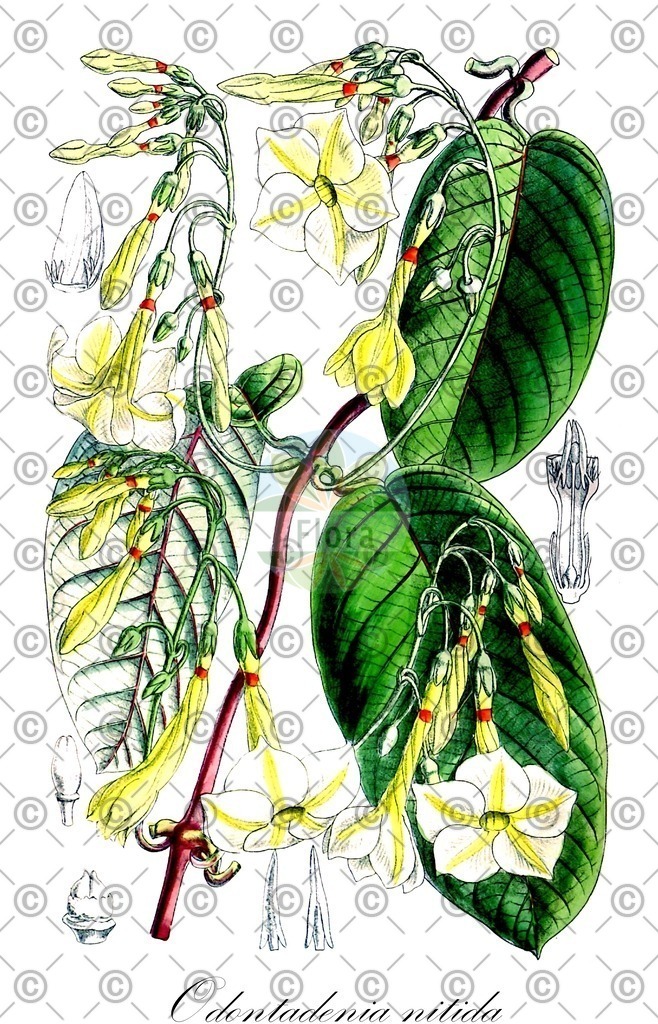 HistAbb_63FT6_1_ENZY_Simple | Historische Abbildung von Odontadenia nitida - Apocynaceae | Historical Illustration of Odontadenia nitida - Apocynaceae